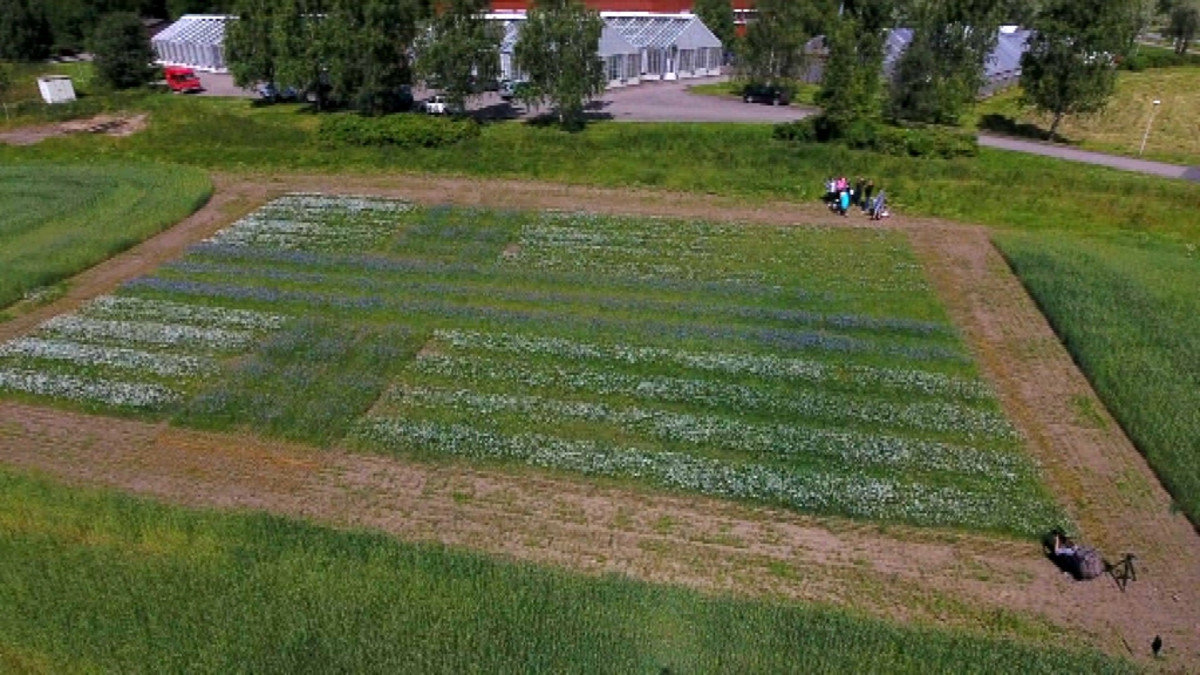 Siniristilippu pellavapellossa