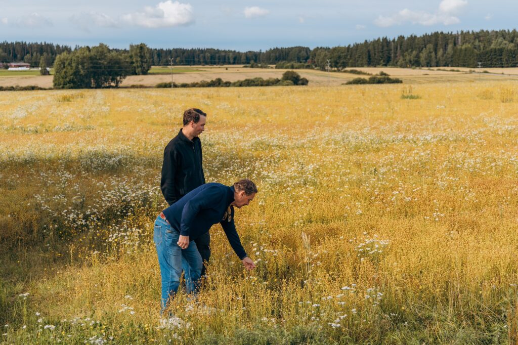 Pellavaviljelijä Lauri Ovela ja Elixi Oy toimitusjohtaja Ville Kauppinen Mustiossa